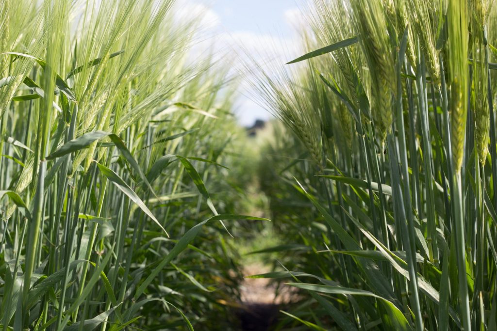 Locally Grown Barley for Schell's