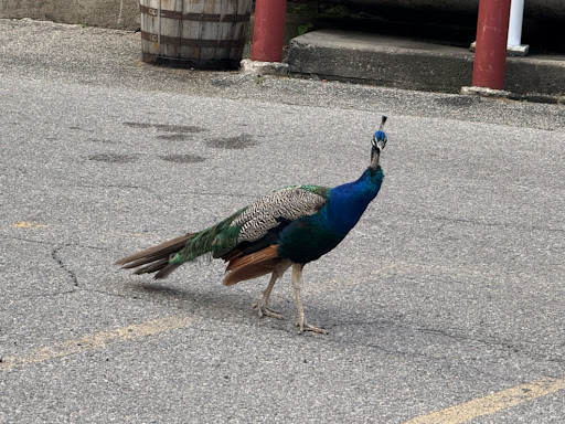 Photo from customer review